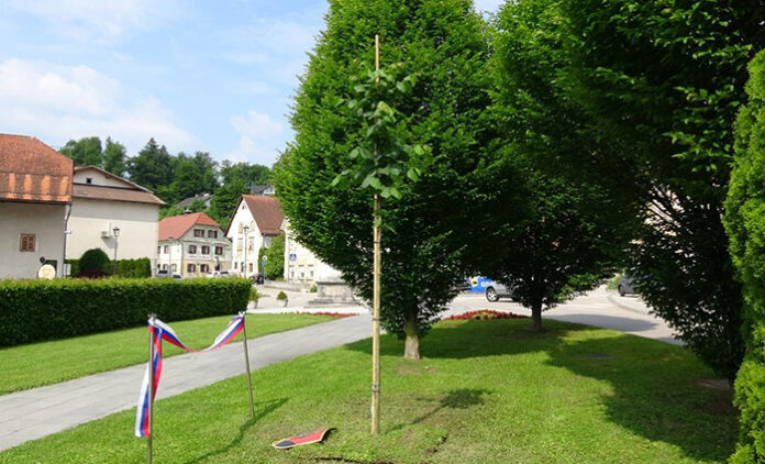 lipa_Lukovica