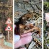Na Šinkovem turnu so tudi v letu 2022 postavili ograjo za zaščito zavarovanih dvoživk pred povozom