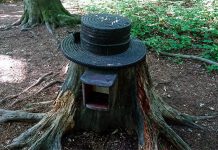 Na Šumberku posekali 17 “nevarnih” hrastov