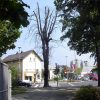 Pisali smo pred dvajsetimi leti: Kostanji umirajo stoje
