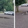 “Prenovljeno parkirišče ob Tuš centru v Domžalah: Ko se luknja v zgodbi pojavi že ob prvem dežju.