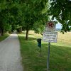 V Grobeljskem drevoredu vedno manj dreves: Kdo je odgovoren?