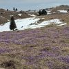 V pričakovanju 30. teka k sv. Primožu in teka na Veliko planino